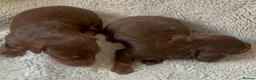 Miniature Dachshund dogs for sale: Kc chocolate long hair babies   in Leigh - Advert 6