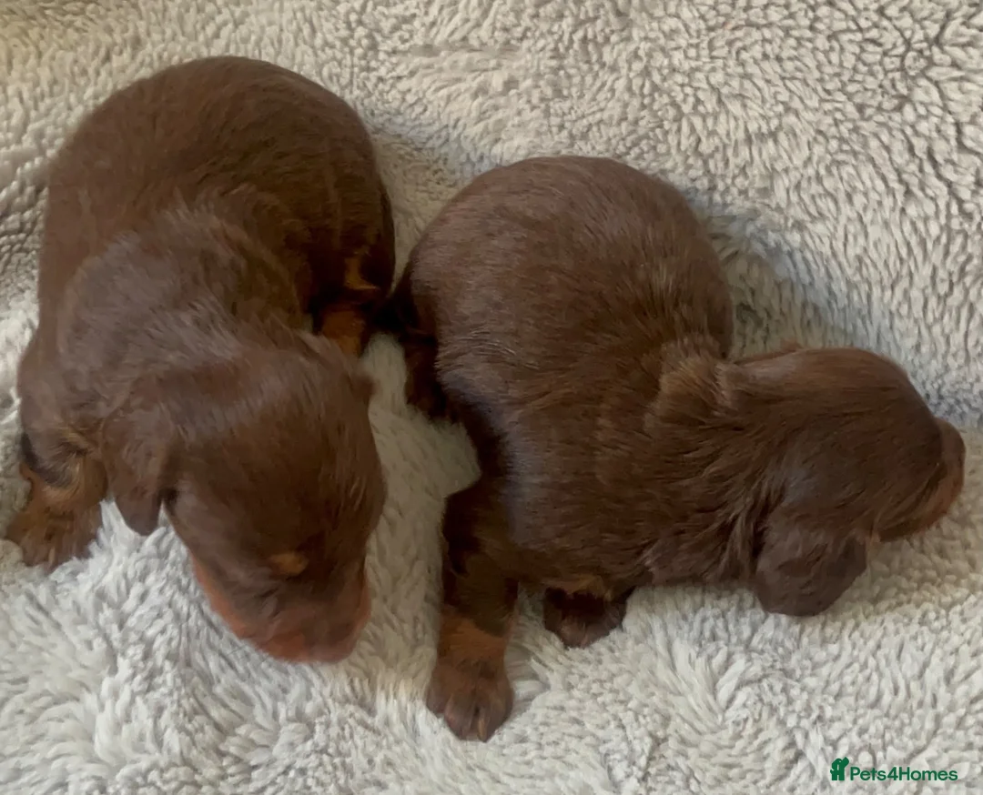 Miniature Dachshund dogs for sale: Kc chocolate long hair babies   in Leigh - Advert 6