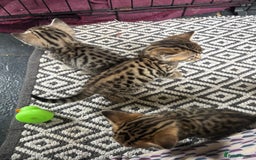 Bengal cats for sale: Bengal and half breed Bengal kittens  - Image 1