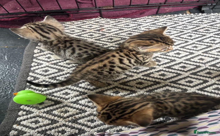 Bengal cats - Advert 5