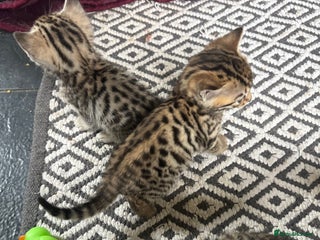 Bengal cats - Advert 5