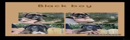Boxer dogs for sale: Beautiful boxer puppies!! Ready to go!!! - Advert 13