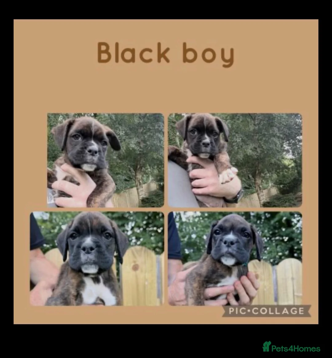 Boxer dogs for sale: Beautiful boxer puppies!! Ready to go!!! - Advert 13