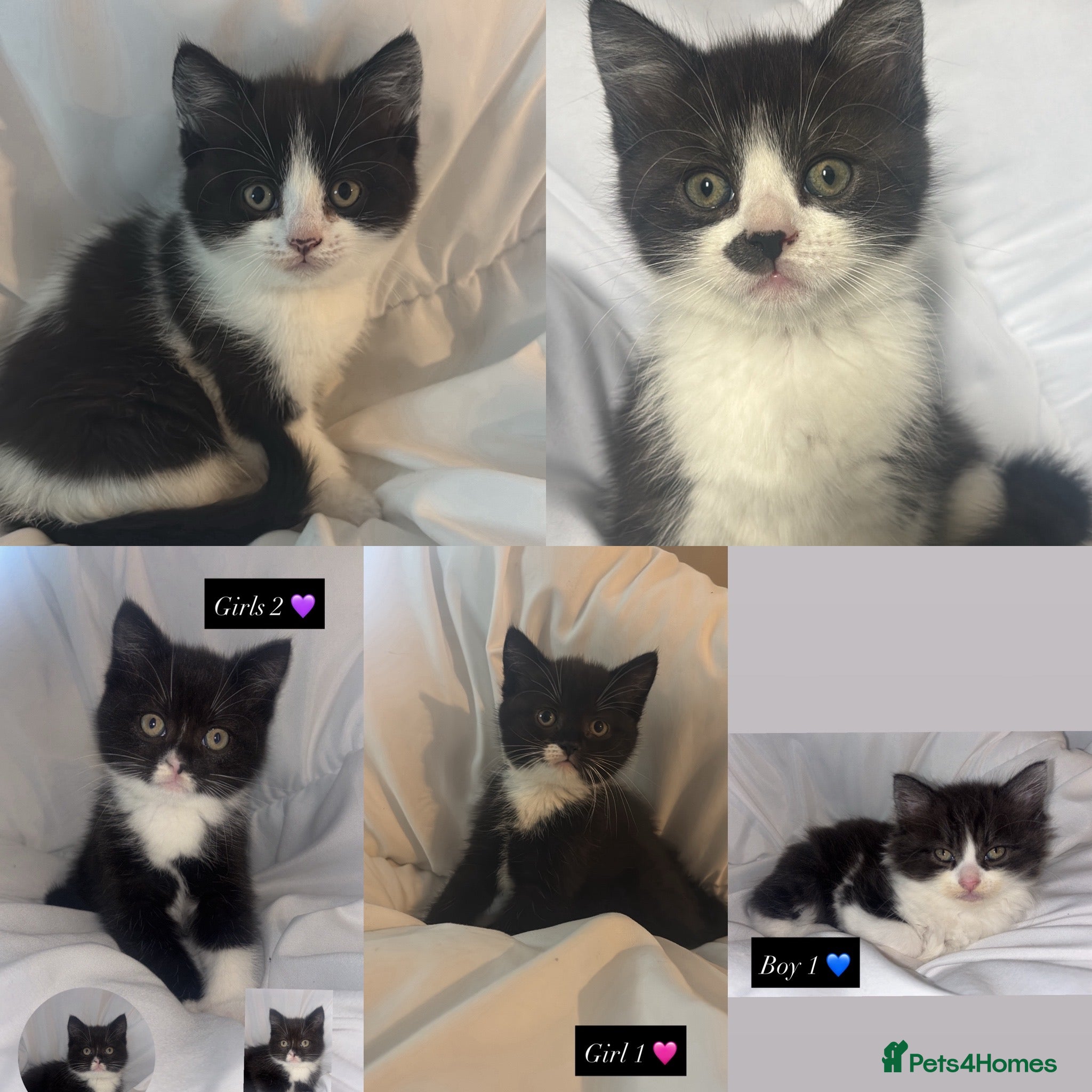 Mixed Breed cats Five adorable kittens ready now - Advert 2