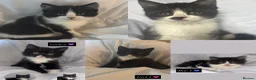 Mixed Breed cats for sale: Five adorable kittens ready now - Advert 1