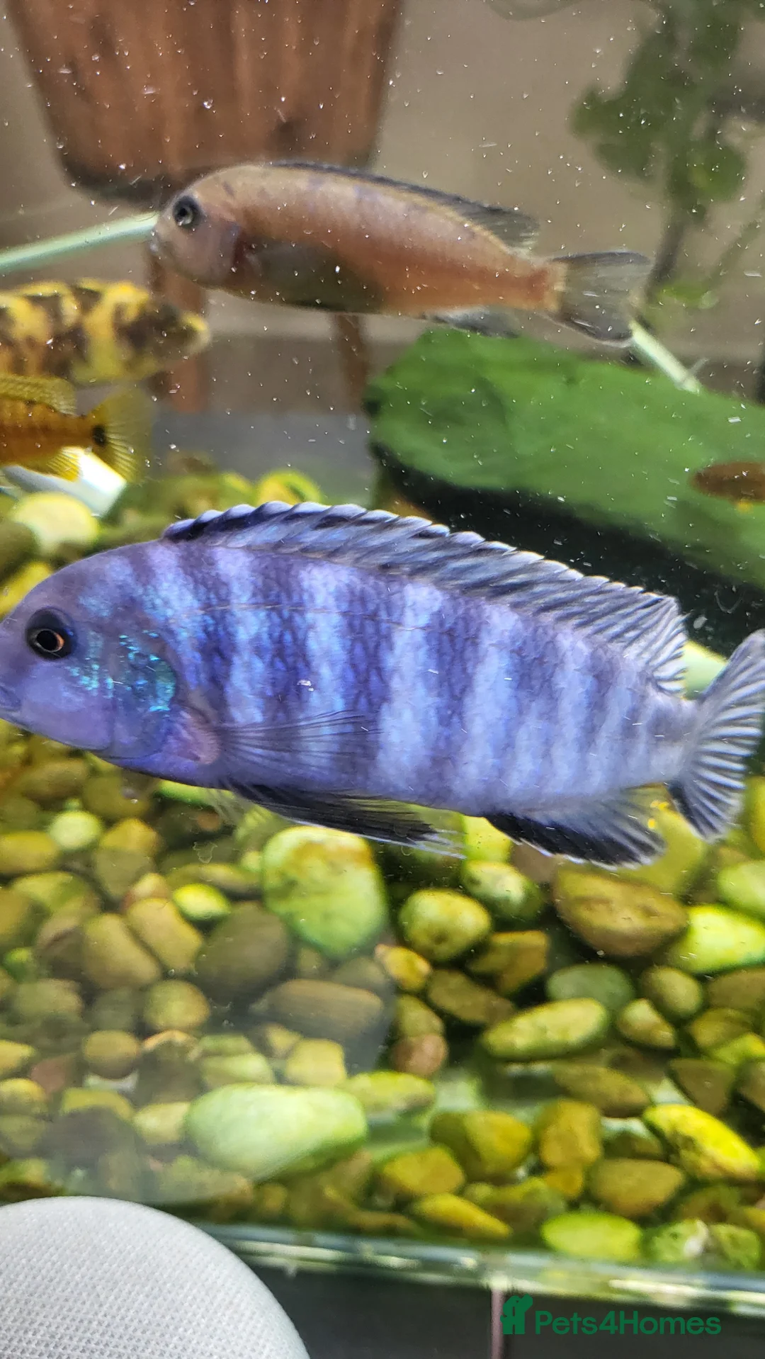 Cichlids fish for sale: Malawi cichlids for sale - Advert 2