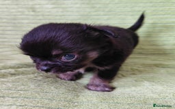 Chihuahua dogs for sale: Amazing Quality Long Coat Chihuahua puppies - Image 9