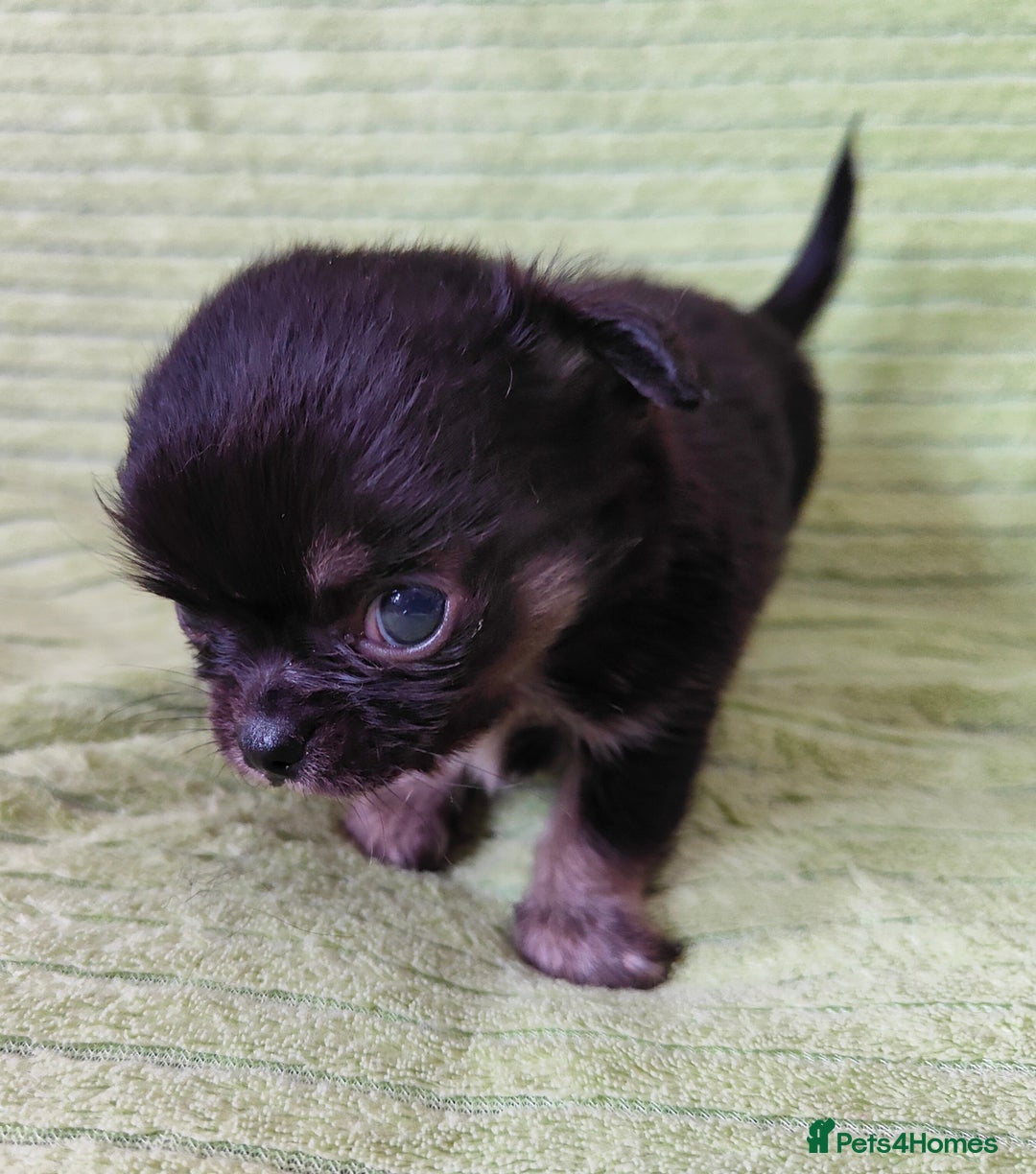 Chihuahua dogs for sale: Amazing Quality Long Coat Chihuahua puppies - Image 9