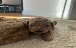 Cavapoo dogs for sale: Cavapoo Puppies for Sale - Image 26