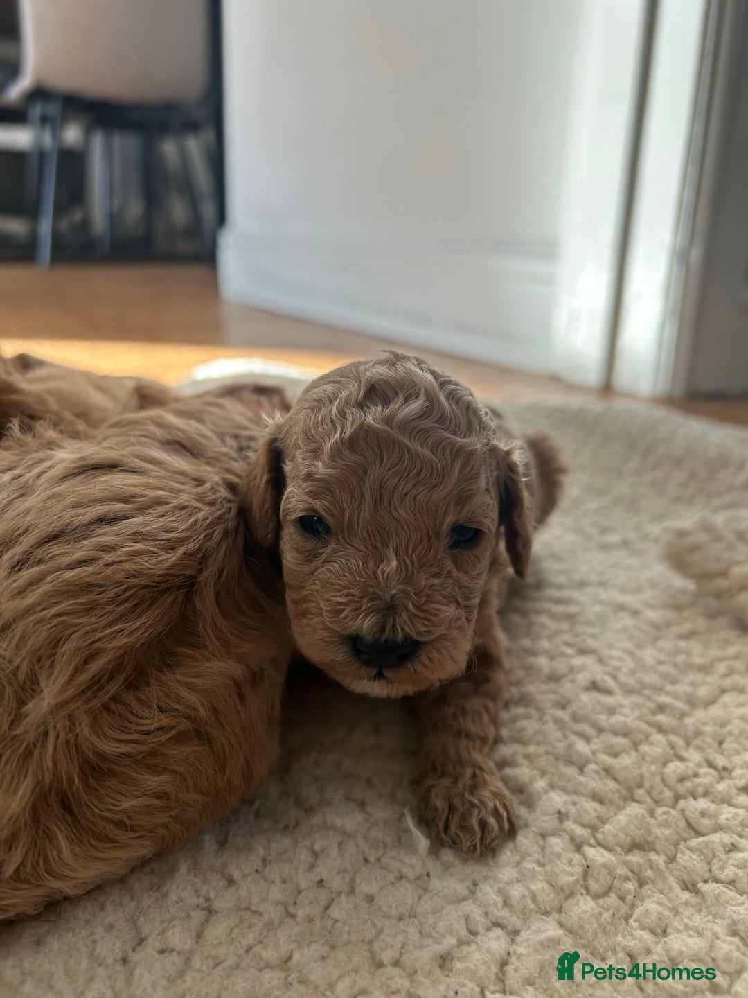 Cavapoo dogs for sale: Cavapoo Puppies for Sale - Image 26