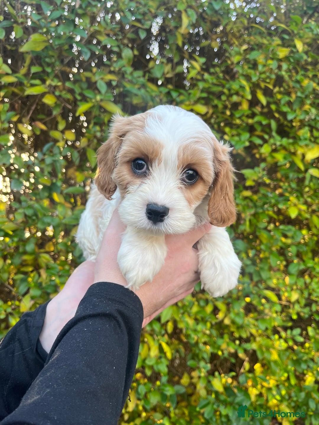 Cavachon dogs for sale: Cavachon Puppies Health Tested Clear  - Advert 8