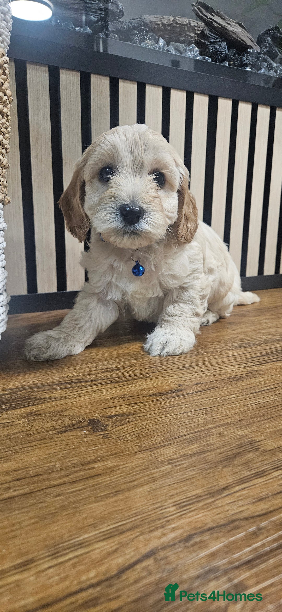 Cockapoo dogs for sale: Six Little Cockapoo Stars Ready to Shine   - Image 12