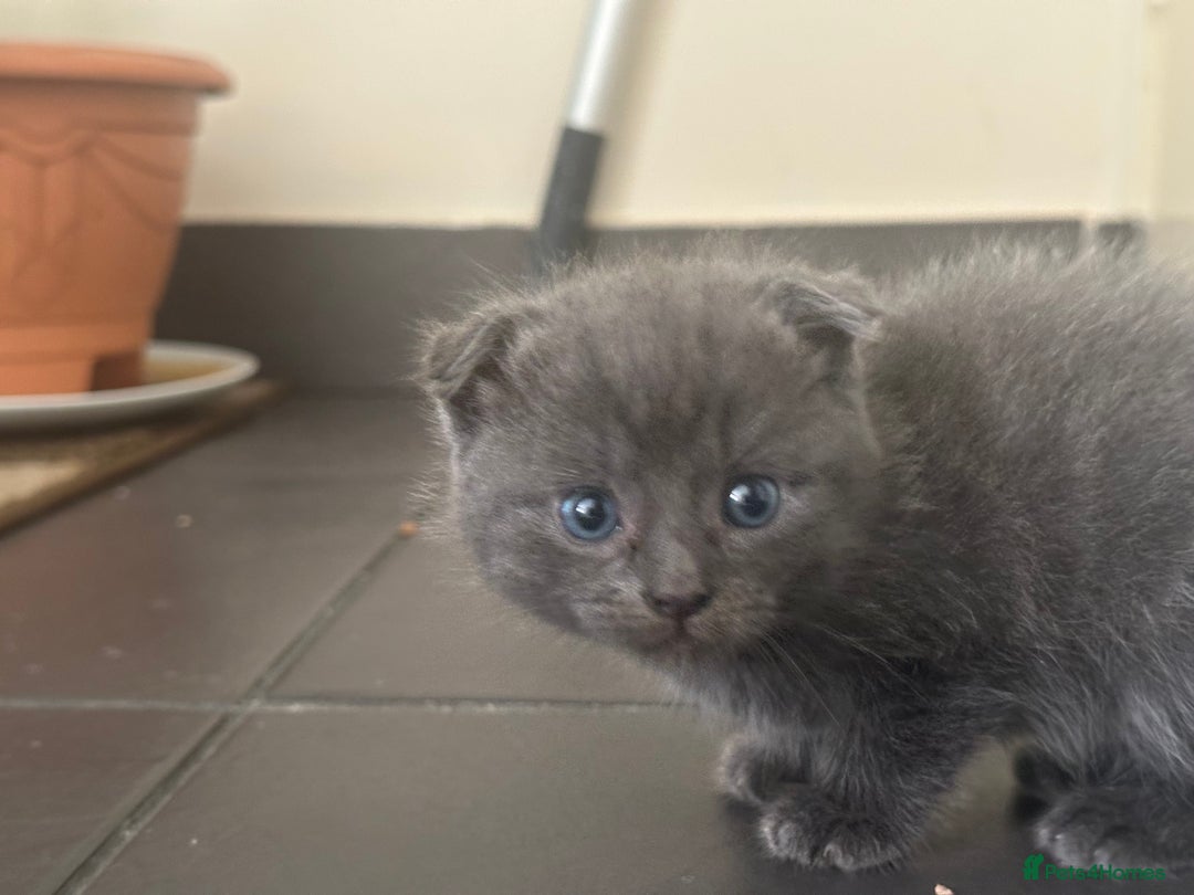 Scottish Fold cats for sale: Scottish Fold Kittens - Image 37