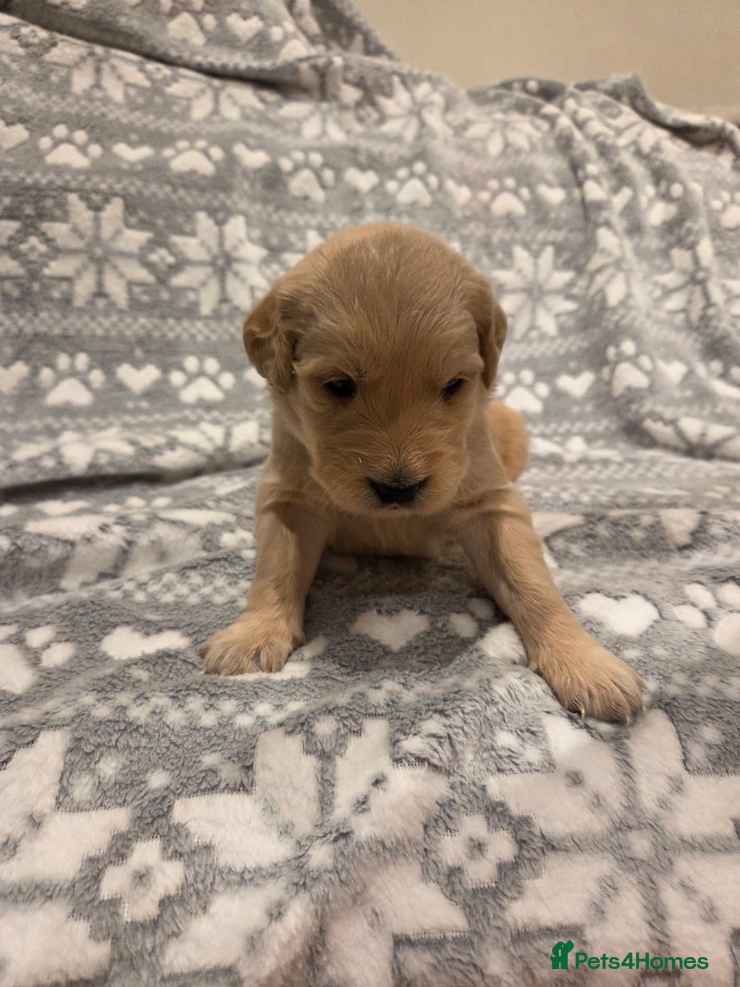 Golden Retriever dogs for sale: KC registered Beautiful Golden retriever puppies  - Advert 24