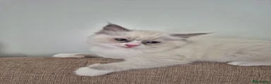 Ragdoll 1