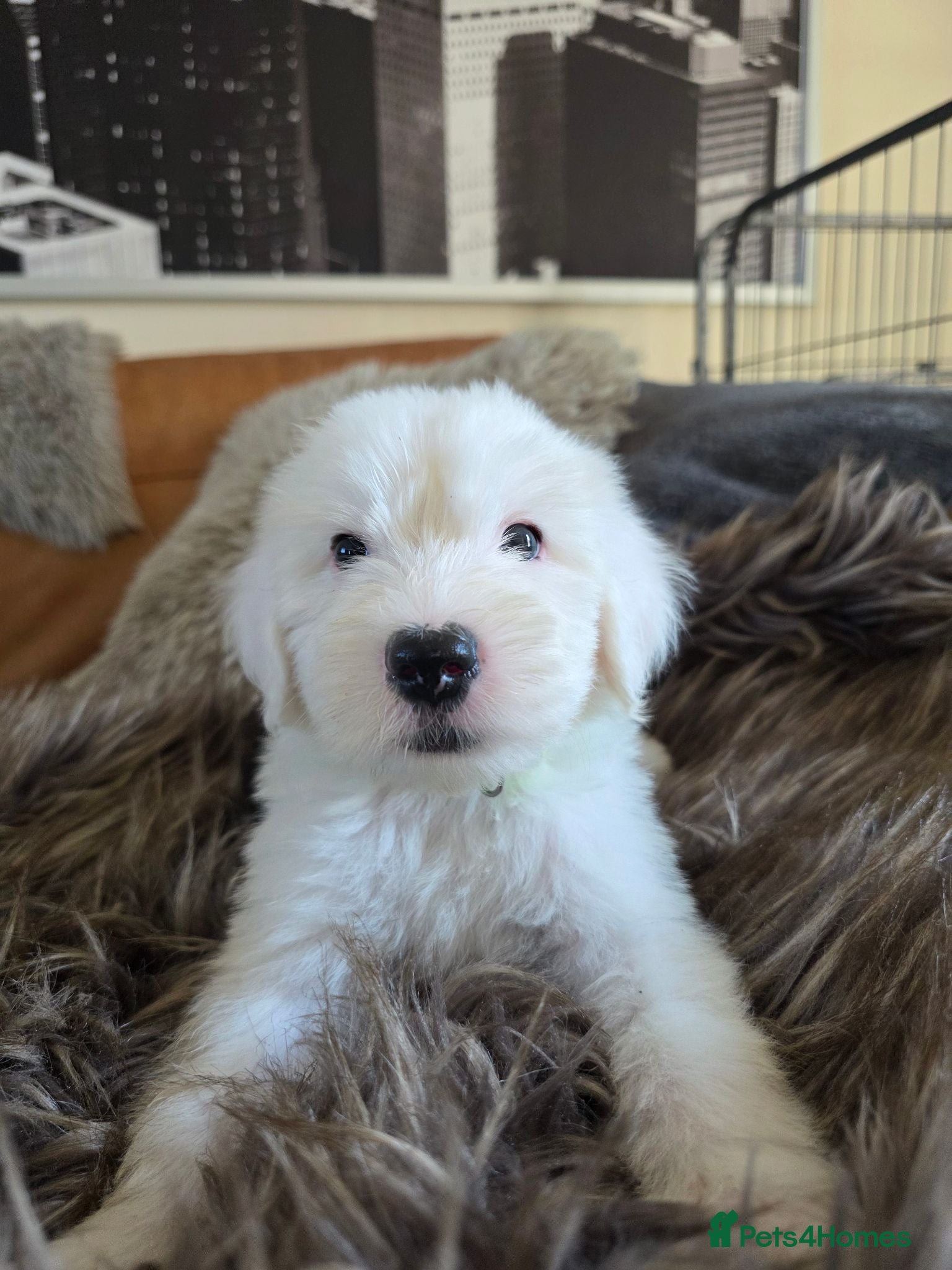 Old English Sheepdog dogs  Blue Eyes Old English Sheepdog Puppies  - Advert 8
