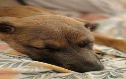 Mixed Breed dogs for sale: 5 month old Belgian Malinois x American Bulldog - Image 3