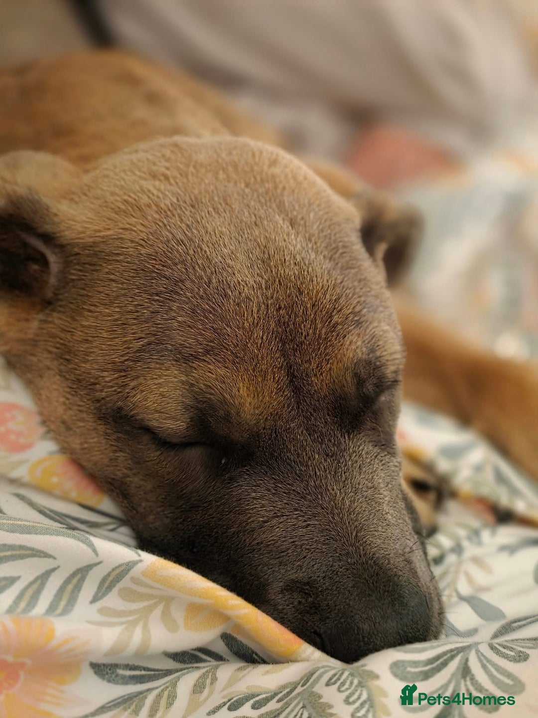 Mixed Breed dogs for sale: 5 month old Belgian Malinois x American Bulldog - Image 3