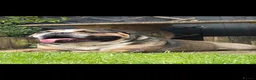 English Bulldog dogs for sale: Bulldog for rehoming  - Advert 2