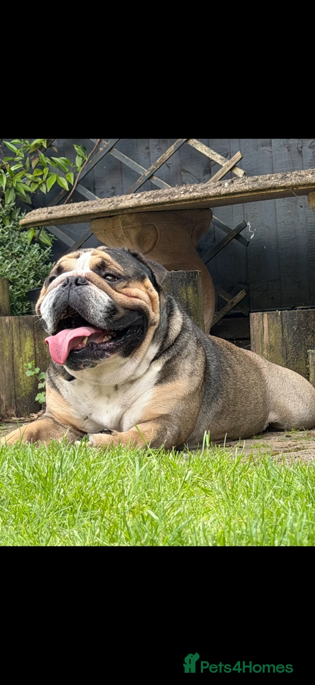 English Bulldog dogs for sale: Bulldog for rehoming  - Advert 2