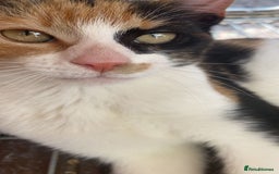 Domestic Shorthair cats for sale: 4 month old calico kitten female  - Image 2