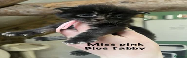 Maine Coon Kitten 5