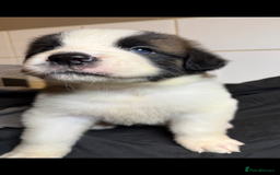 Saint Bernard dogs for sale: Saint Bernard puppies  - Image 14