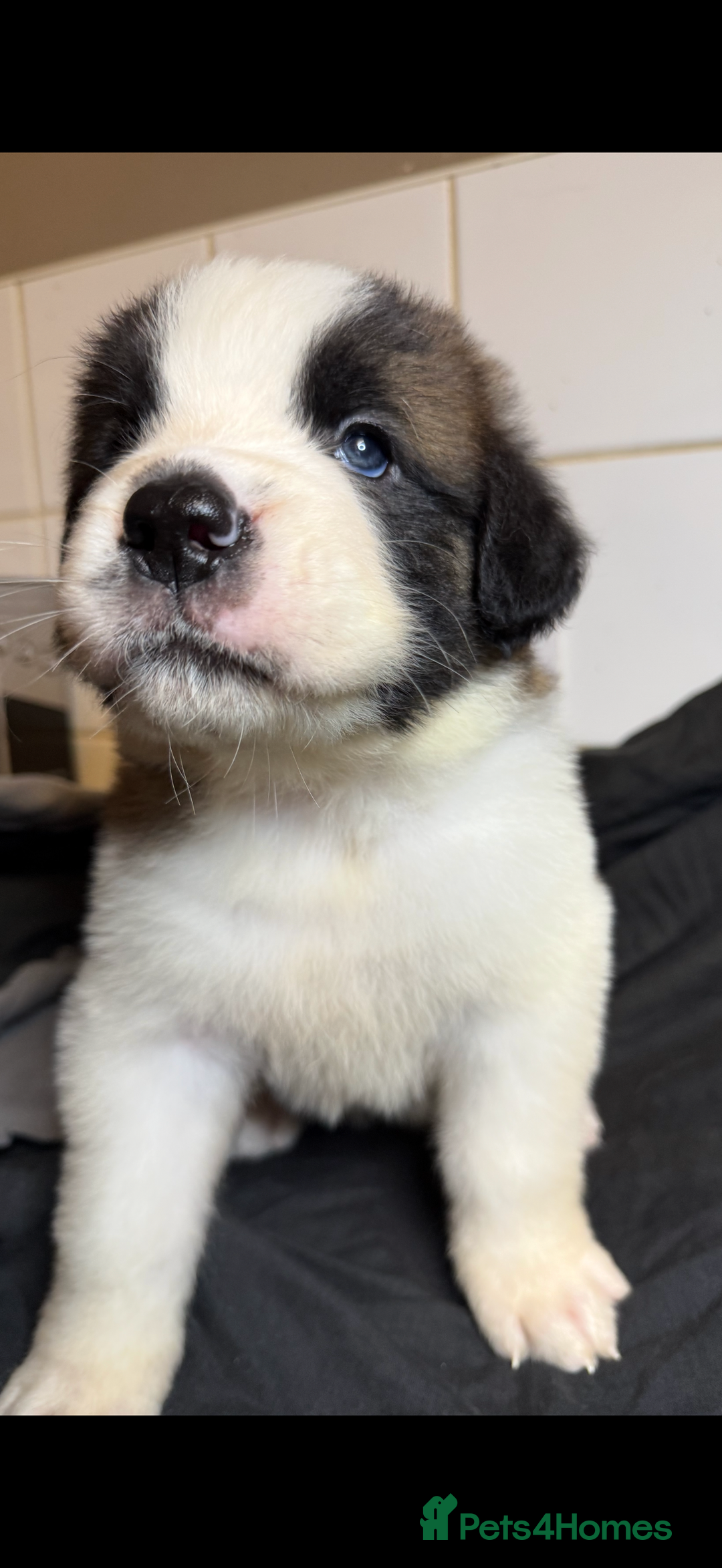 Saint Bernard dogs for sale: Saint Bernard puppies  - Image 14