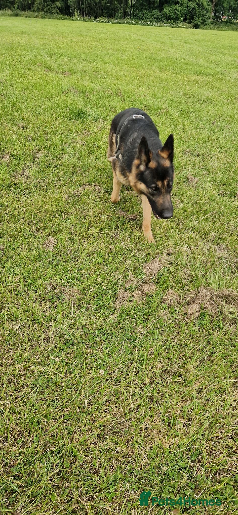German Shepherd dogs My beautiful German Shepherd  - Advert 2