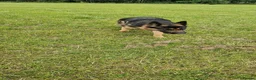 German Shepherd dogs for sale: My beautiful German Shepherd  - Advert 1