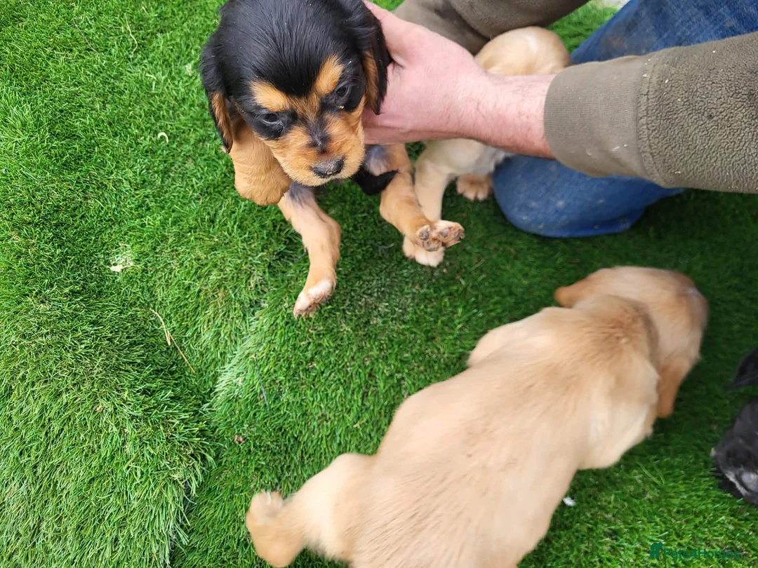 Cocker Spaniel dogs for sale: Cocker spaniel  - Advert 6