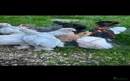 Chickens poultry for sale: Free Pekin cockerels and Pekin x - Image 2