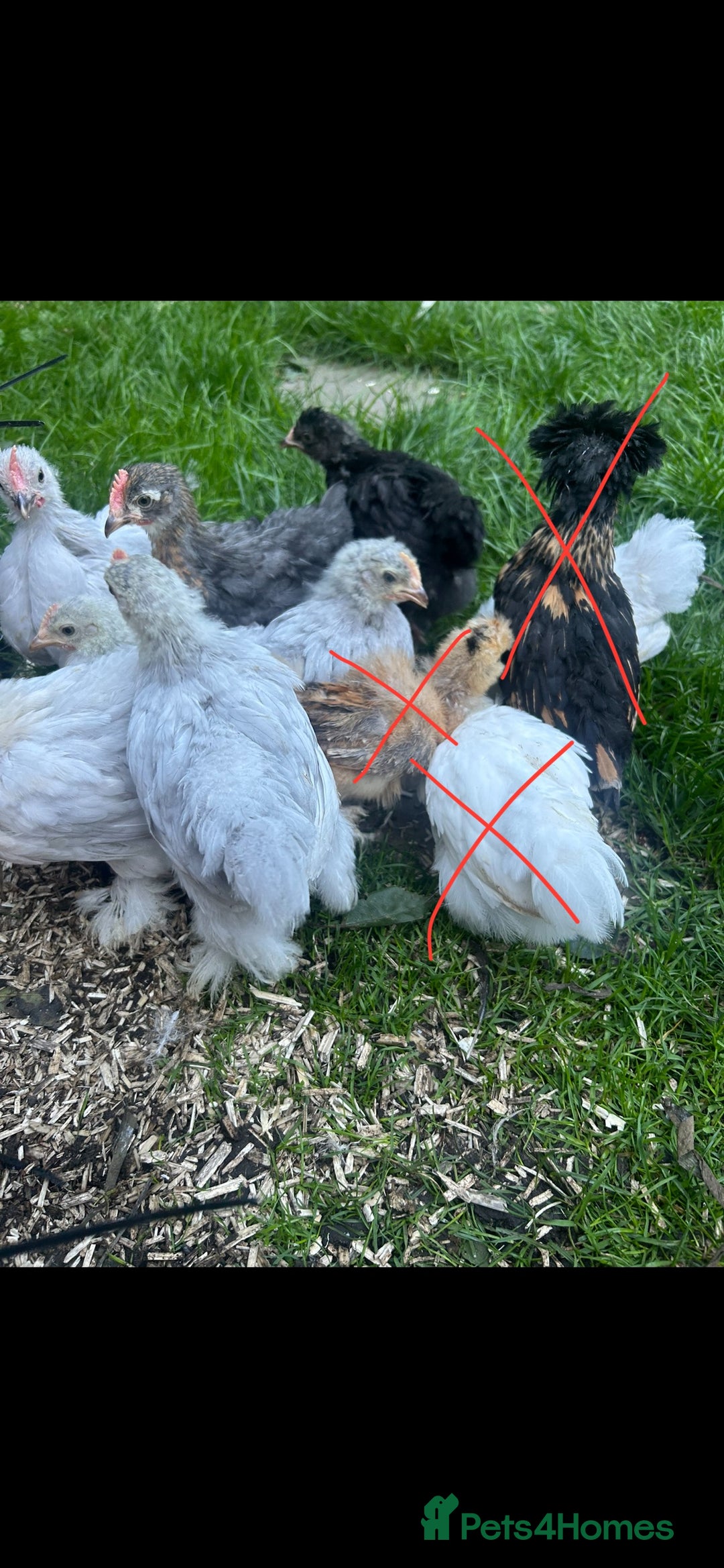 Chickens poultry for sale: Free Pekin cockerels and Pekin x - Image 2