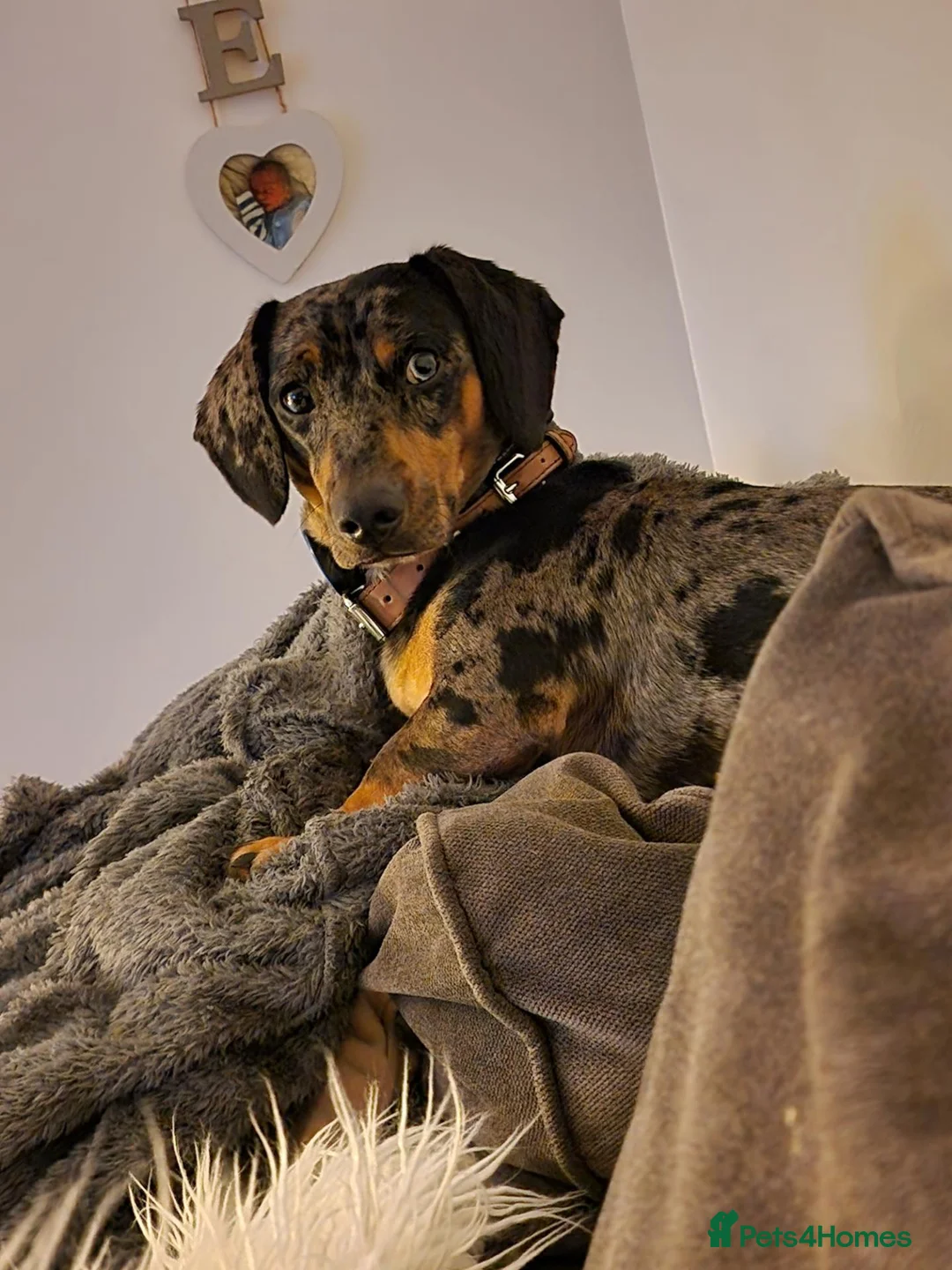 Dachshund dogs for sale: Looking for a loving home for my little boy in Maldon - Advert 1