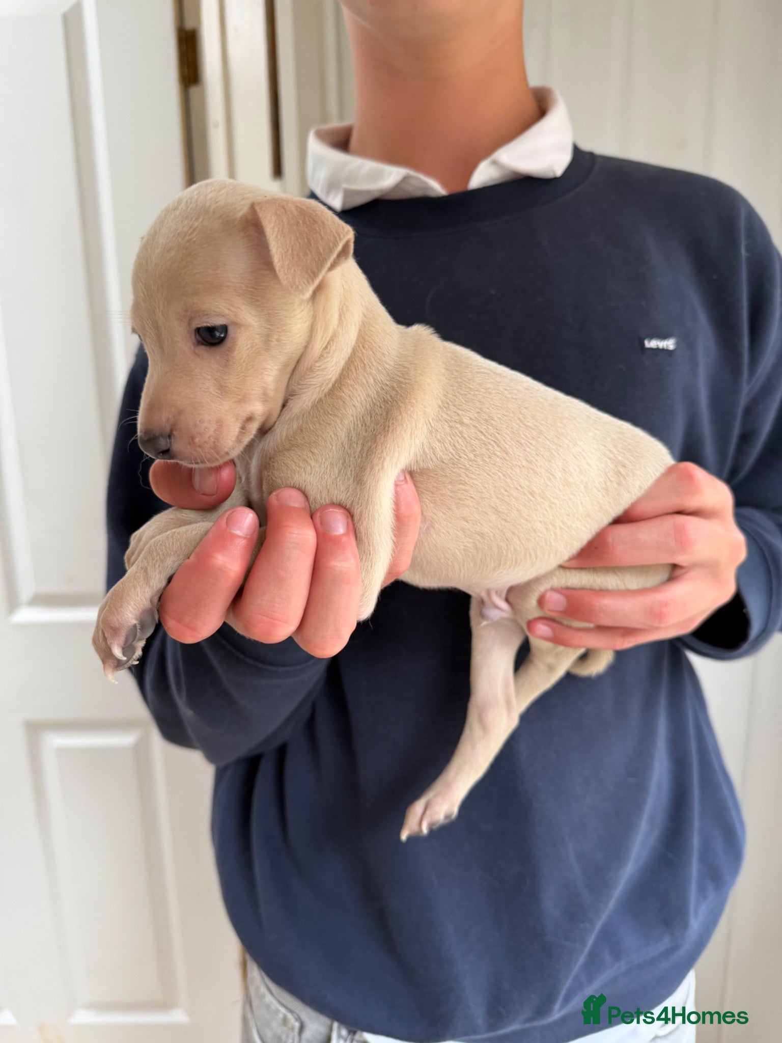 Italian Greyhound dogs 🐾Stunning cream kc registered iggys🐾 - Advert 2