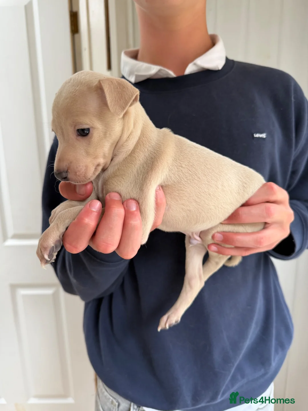 Italian Greyhound dogs for sale: 🐾Stunning cream kc registered iggys🐾 - Advert 2