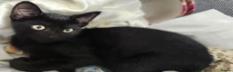 Mixed Breed cats for sale: Male and female kittens  - Advert 4