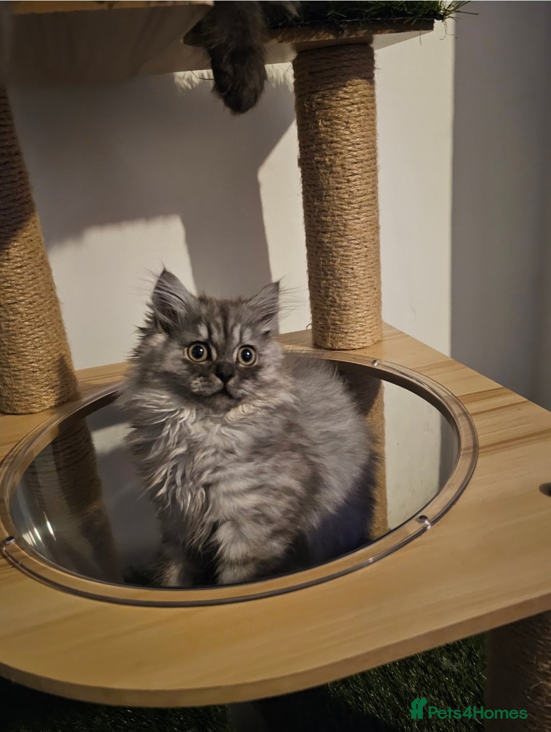 British Longhair cats for sale: British longhair mix fluffy kittens  - Advert 15