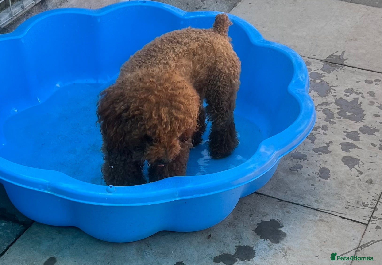 Toy Poodle dogs Wonderful Female Asian young adult  - Advert 2