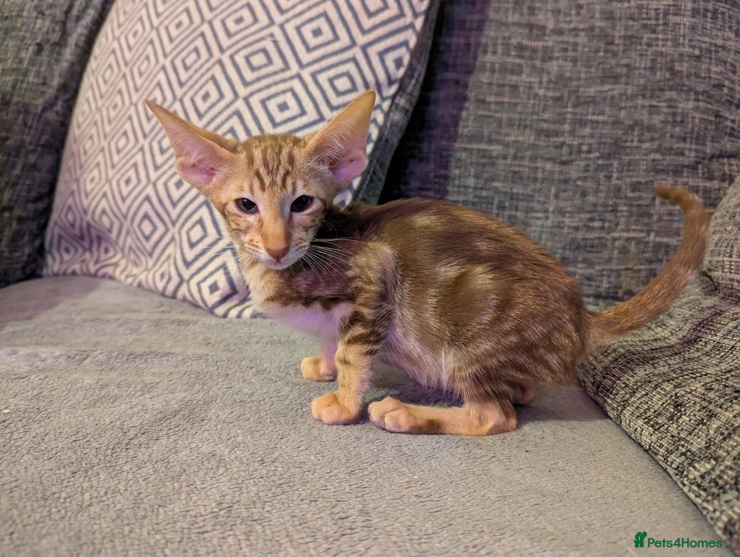 Oriental cats for sale: Super friendly kittens - Image 13