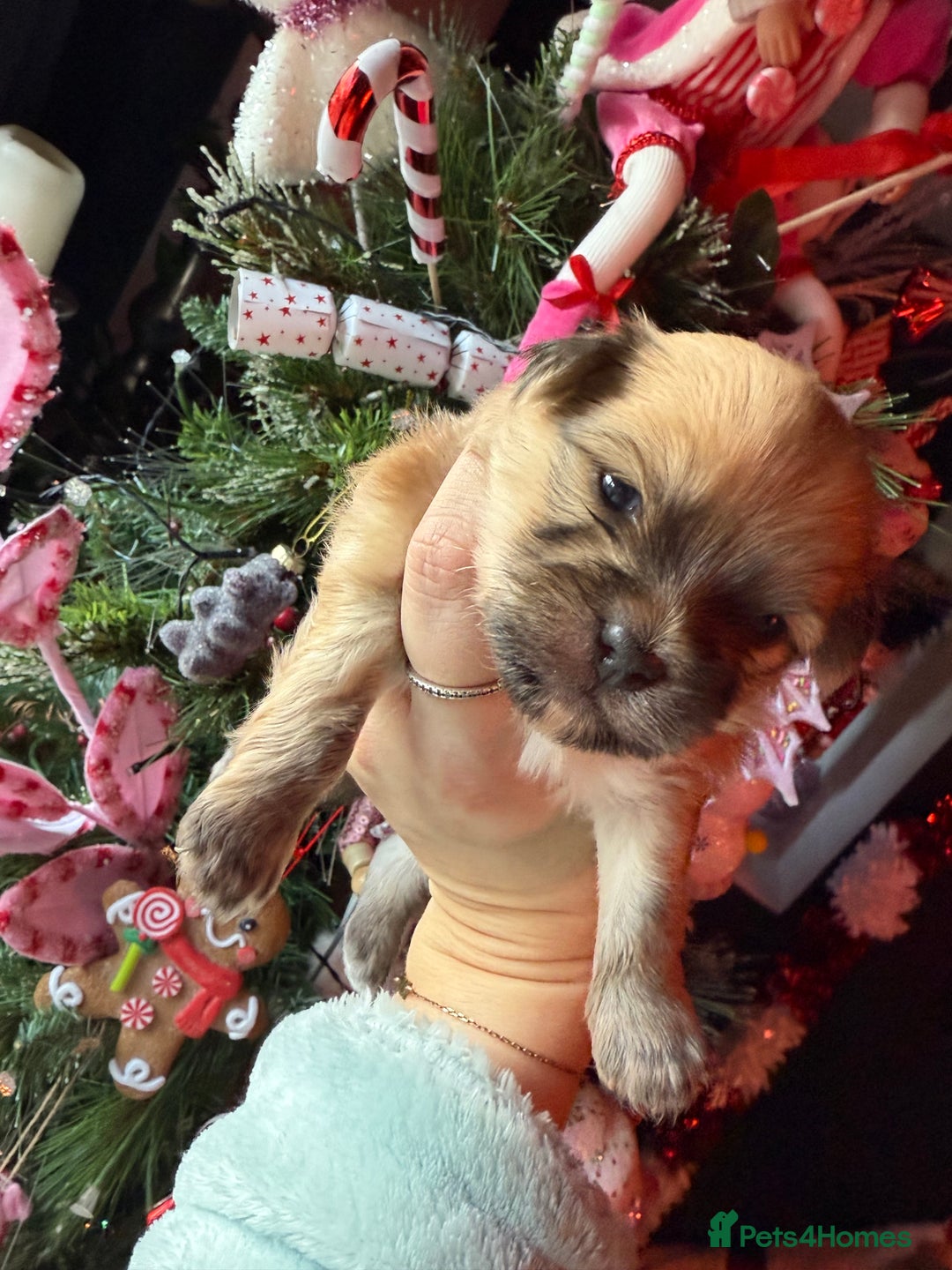 Mixed Breed dogs for sale: Beautiful pups for sale!  - Advert 20