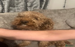 Cockapoo dogs for sale: bella wand waffle - Advert 7