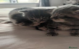 Mixed Breed cats for sale: Beautiful fluffy grey tabby kittens - Image 9