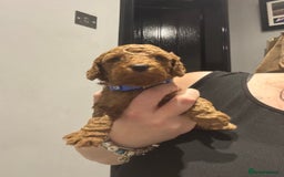 Cockapoo dogs for sale: 10 F1b cockapoo pups for sale  - Advert 6