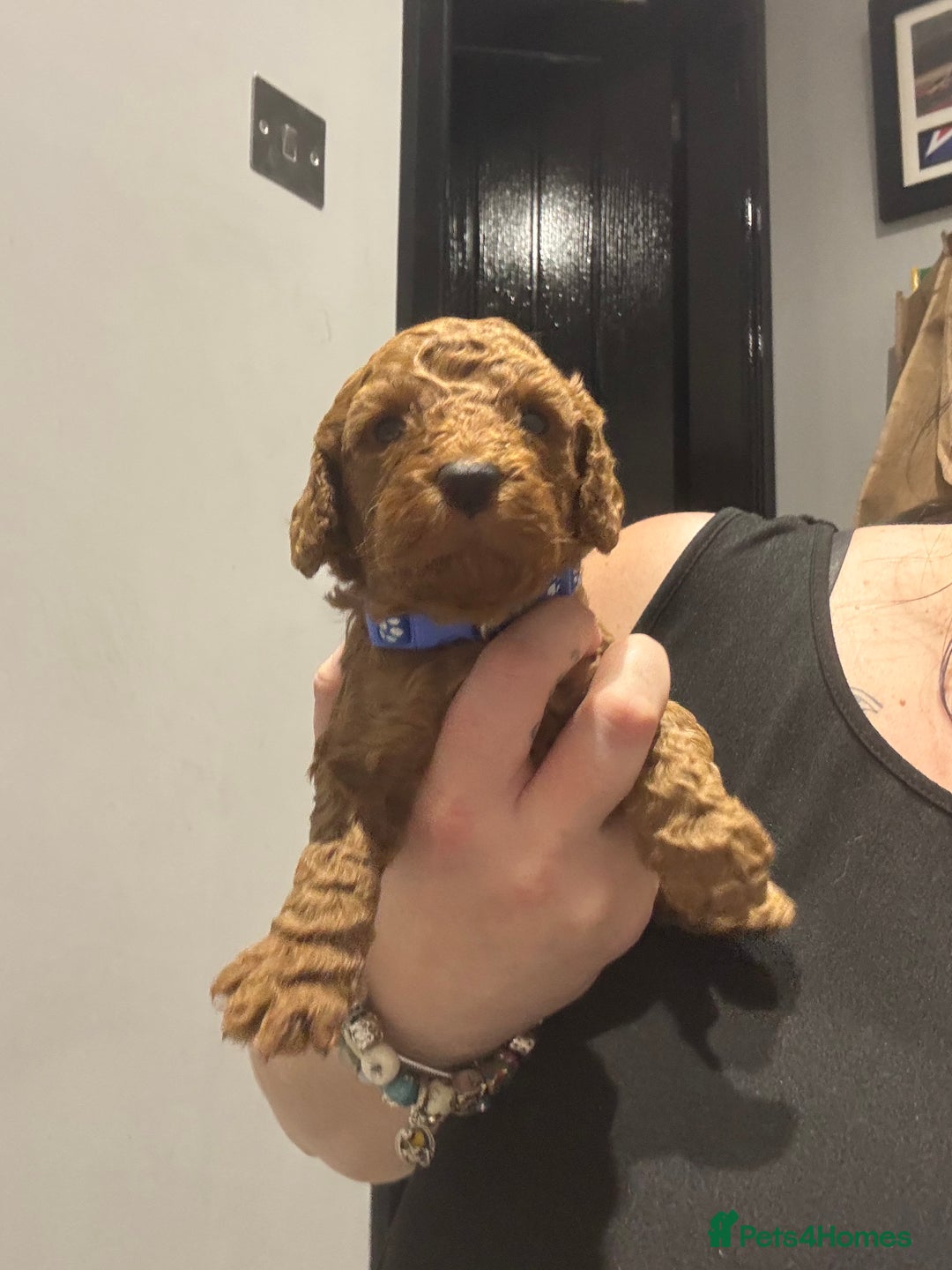 Cockapoo dogs for sale: 10 F1b cockapoo pups for sale  - Advert 6