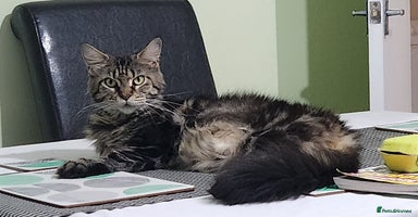 Maine Coon cats Pure maine coon kittens - Advert 6