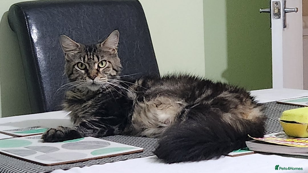 Maine Coon cats for sale: Pure maine coon kittens - Advert 2