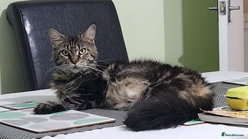 Maine Coon cats Pure maine coon kittens - Advert 1