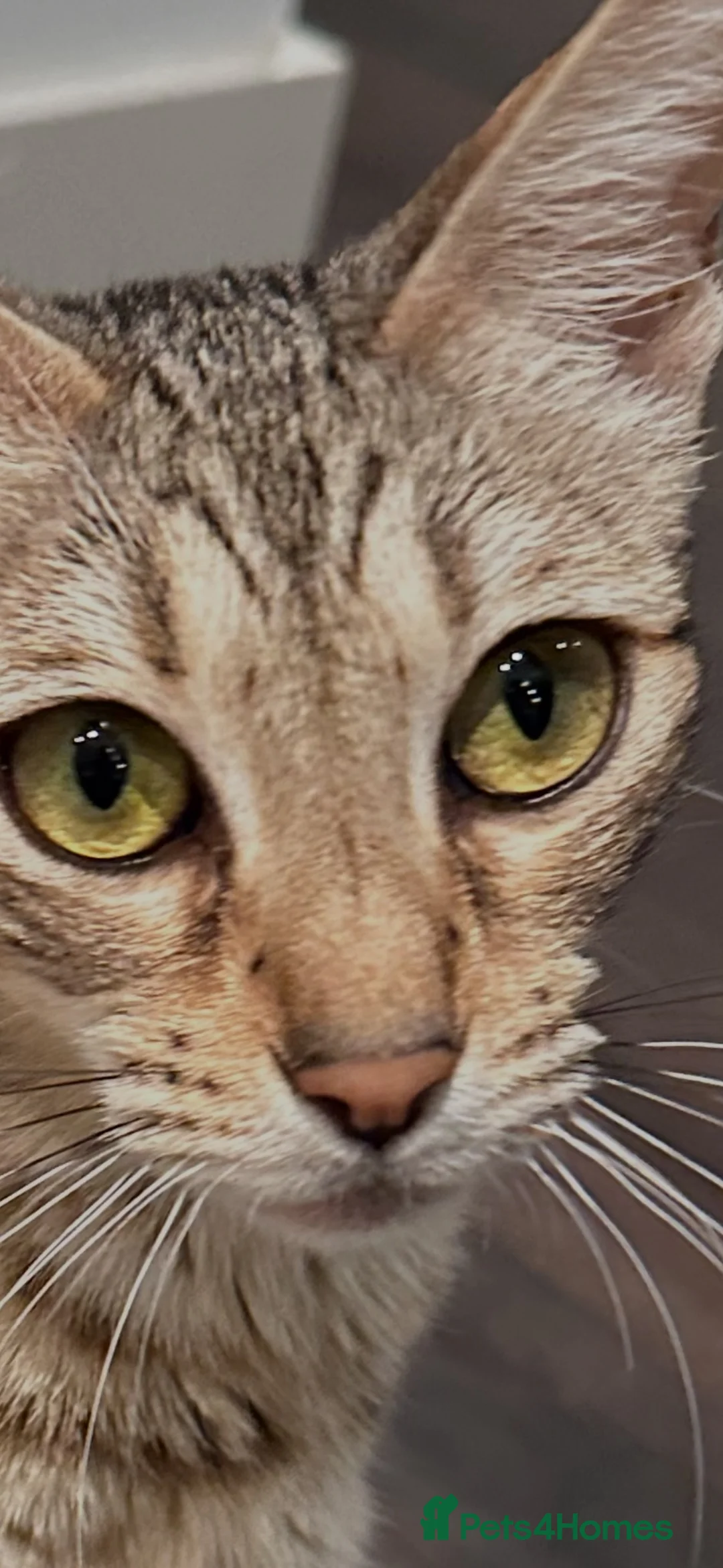 Bengal cats for sale: Stunning Snow Sepia Bengal x Savannah Kitten  - Advert 20