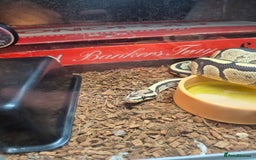 Python Snake reptiles for sale: 1 year old ball python with full setup - Image 2
